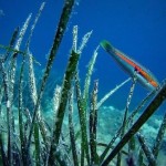 girelle Le sentier sous marin au pied de votre classe de mer