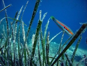 Le sentier sous marin au pied de votre classe de mer